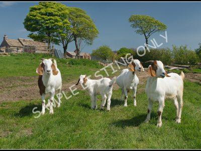 Moroccan Live Boer Goats