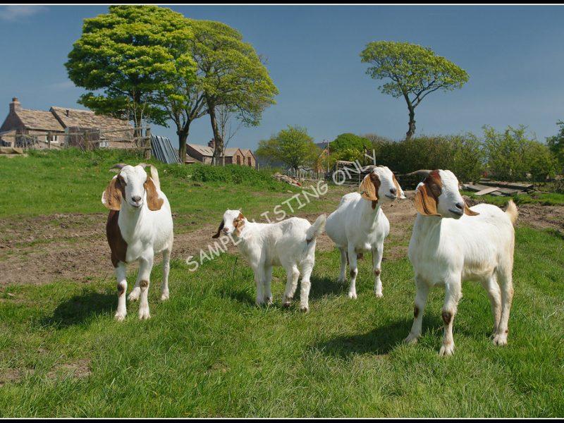 Moroccan Live Boer Goats