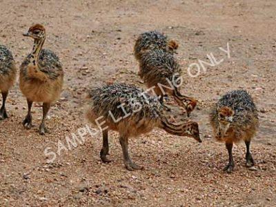 Morocco Guinea Fowls