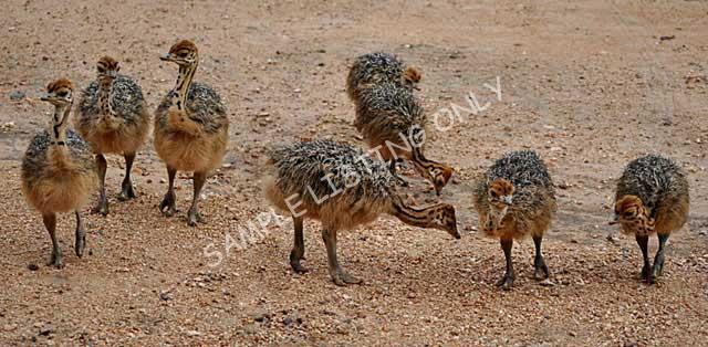 Morocco Ostrich Chicks
