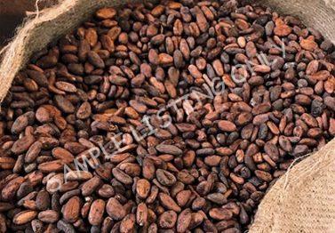 Morocco Cocoa Beans