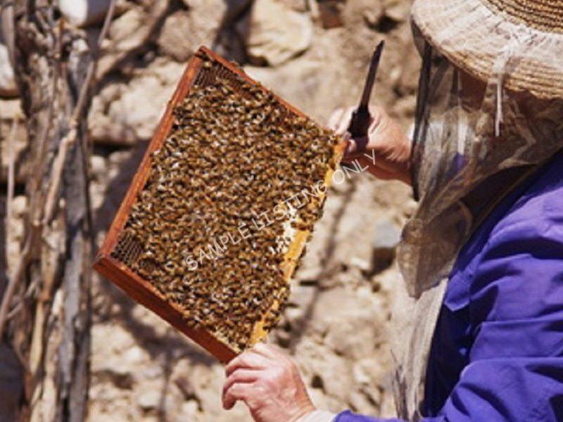 Pure Morocco Honey