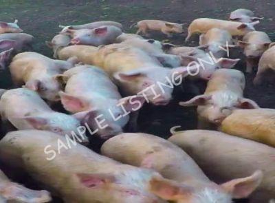 Morocco Healthy Pigs
