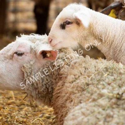 Healthy Morocco Sheep